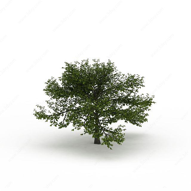 室外绿树3D模型