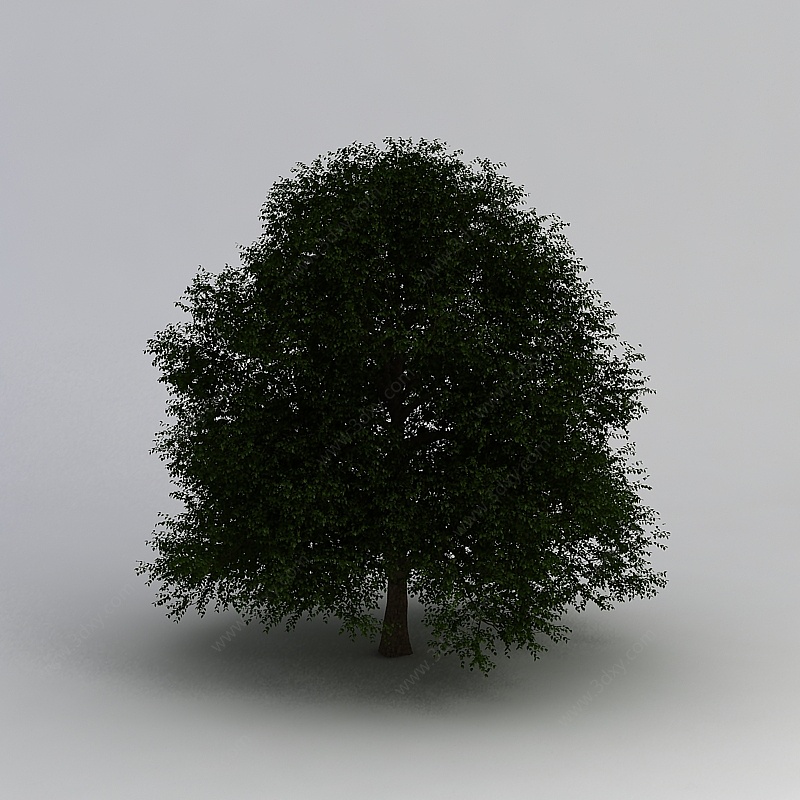 室外景观树3D模型