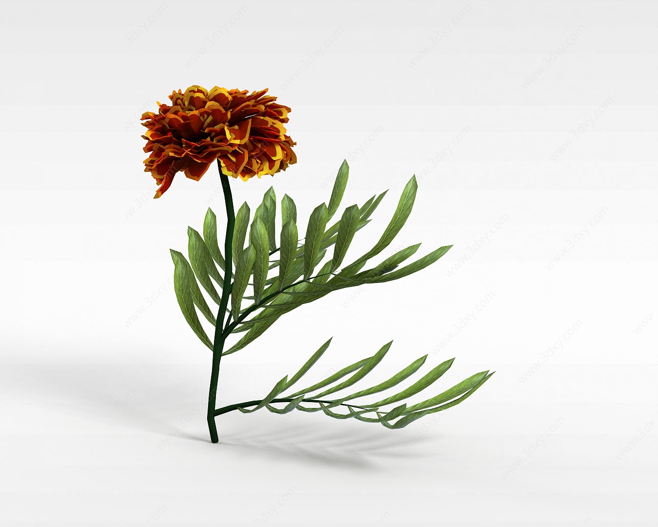 红花植物3D模型