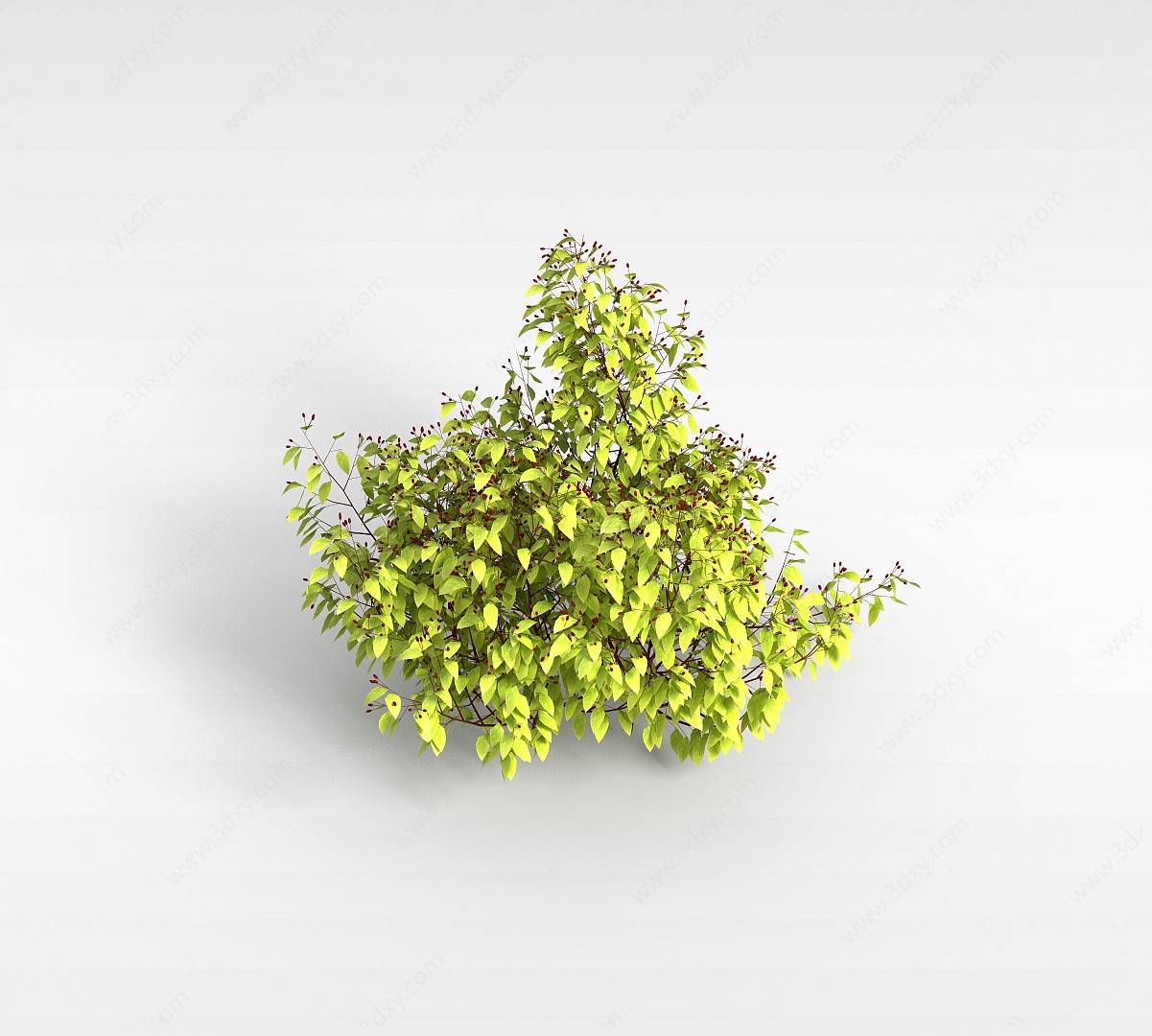 尖叶植物3D模型