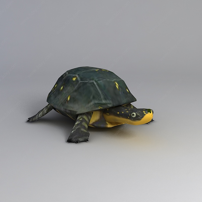 乌龟3D模型