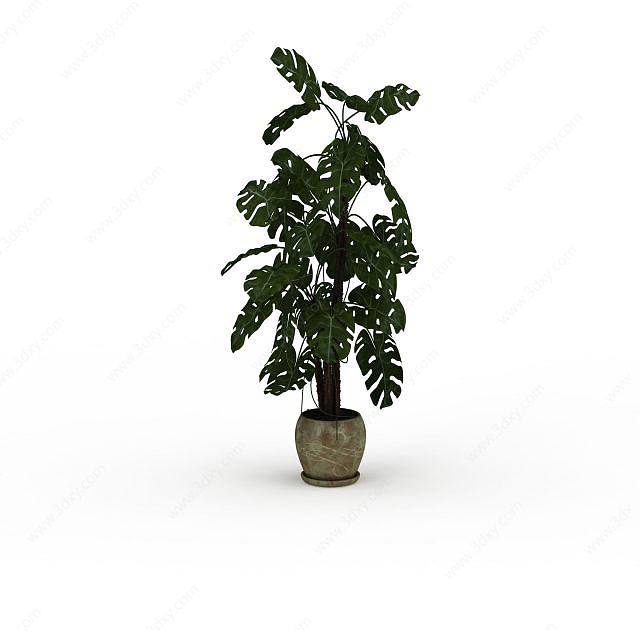 扇叶植物盆栽3D模型