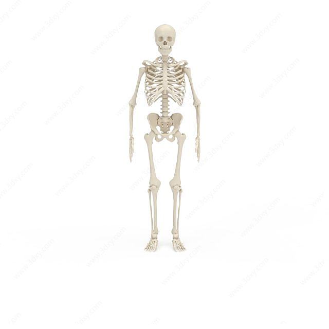 人体骨架3D模型