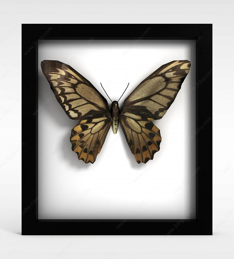 蝴蝶标本3D模型