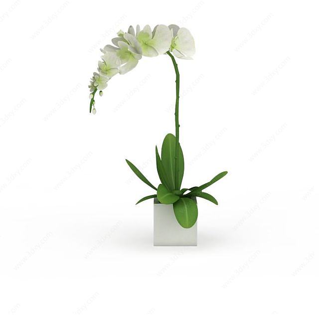 兰花盆栽3D模型