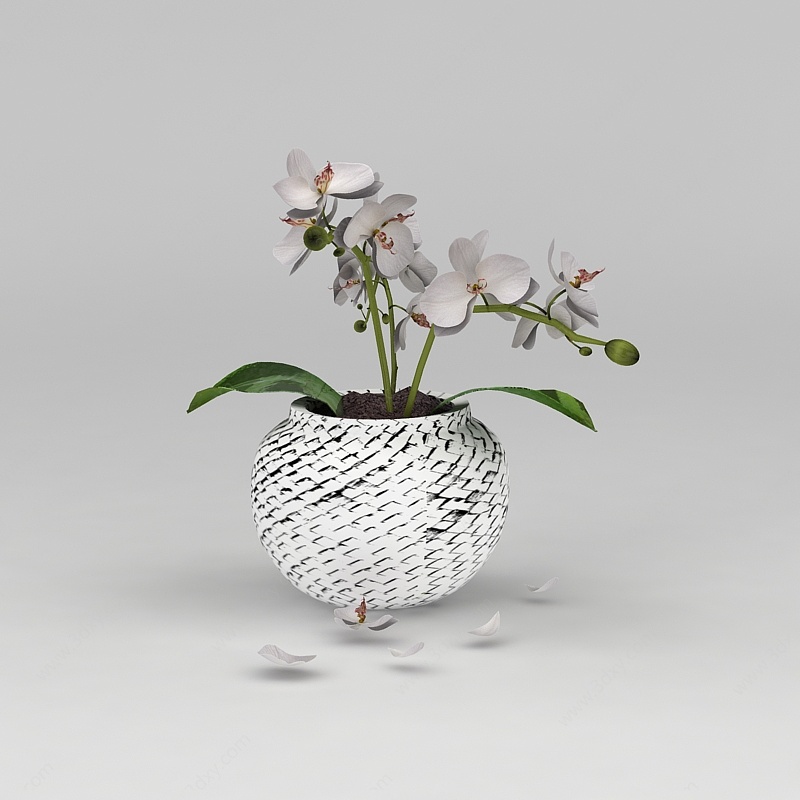 蝴蝶兰绿植盆栽3D模型
