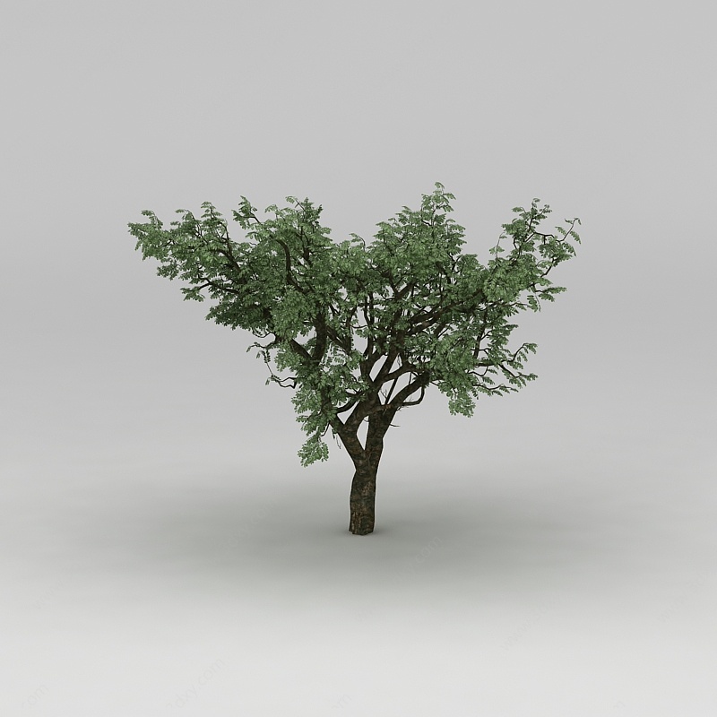 植物大树3D模型