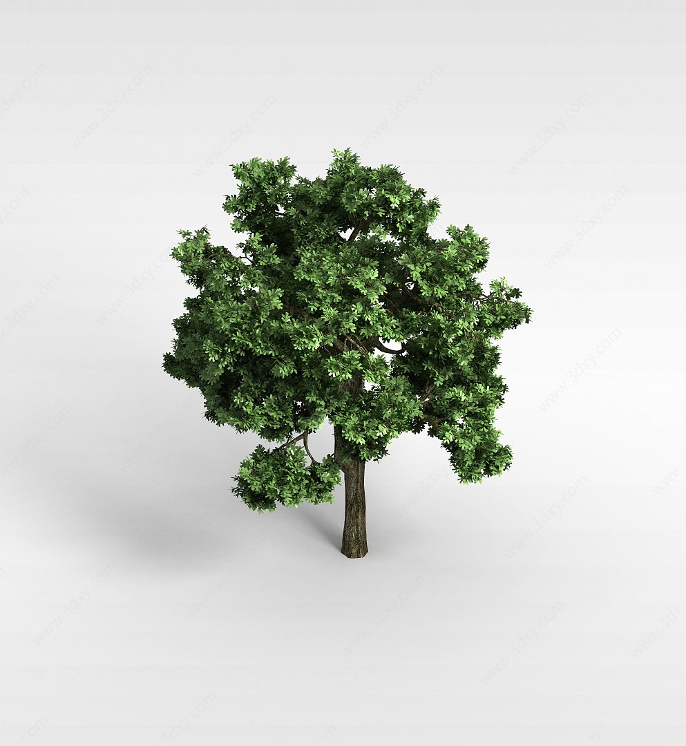 香樟树植物大树3D模型