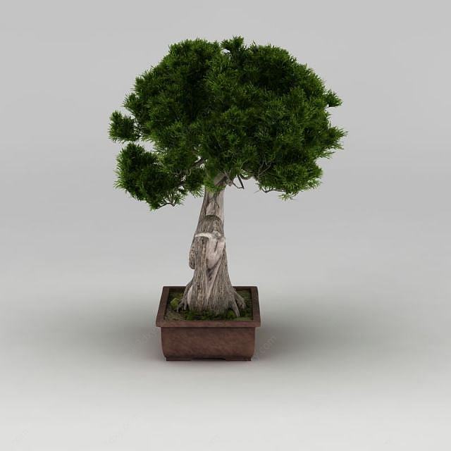 户外精品大树盆栽3D模型