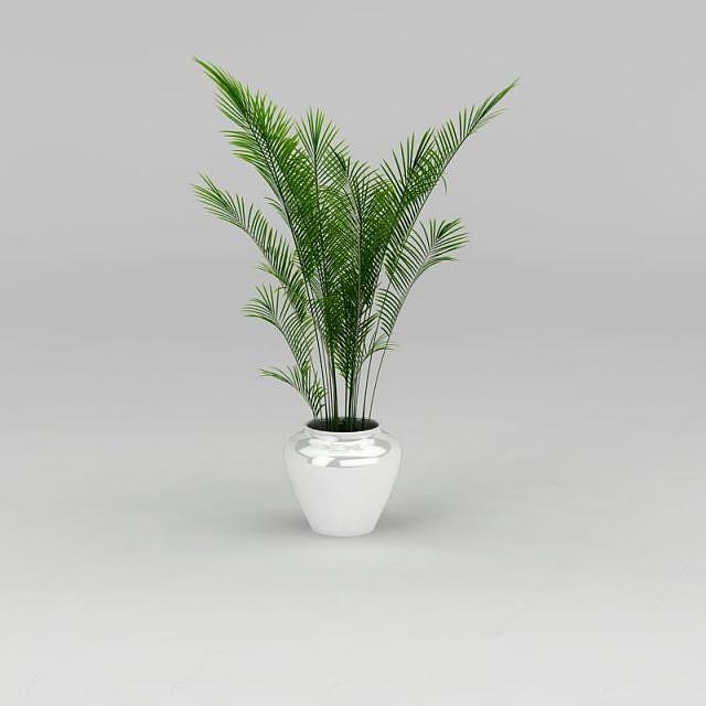 散尾葵盆栽3D模型