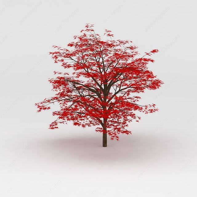 枫树3D模型