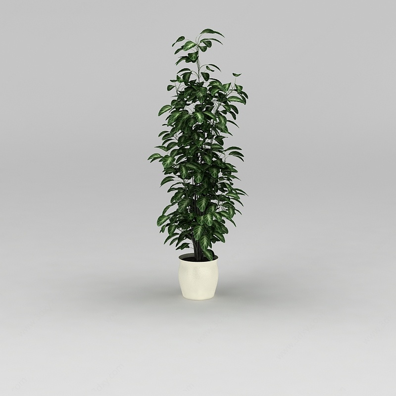 绿植盆景树3D模型