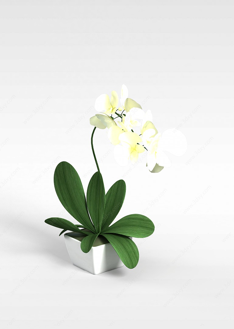 兰花盆栽3D模型