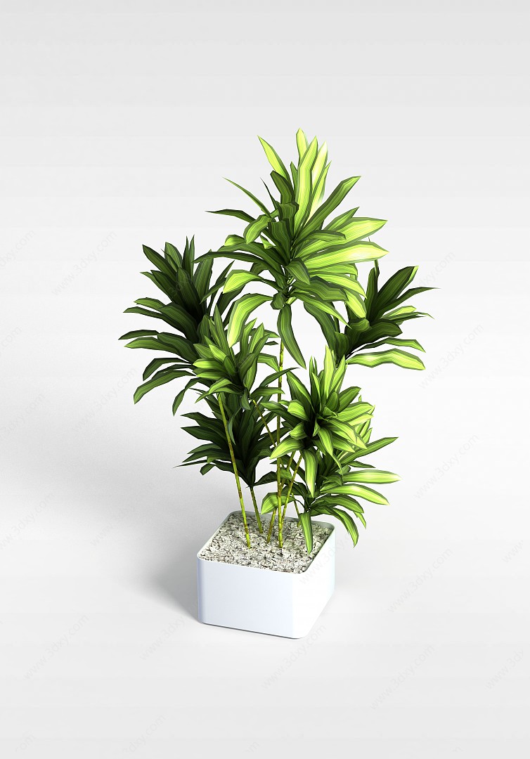 室内观赏绿植3D模型