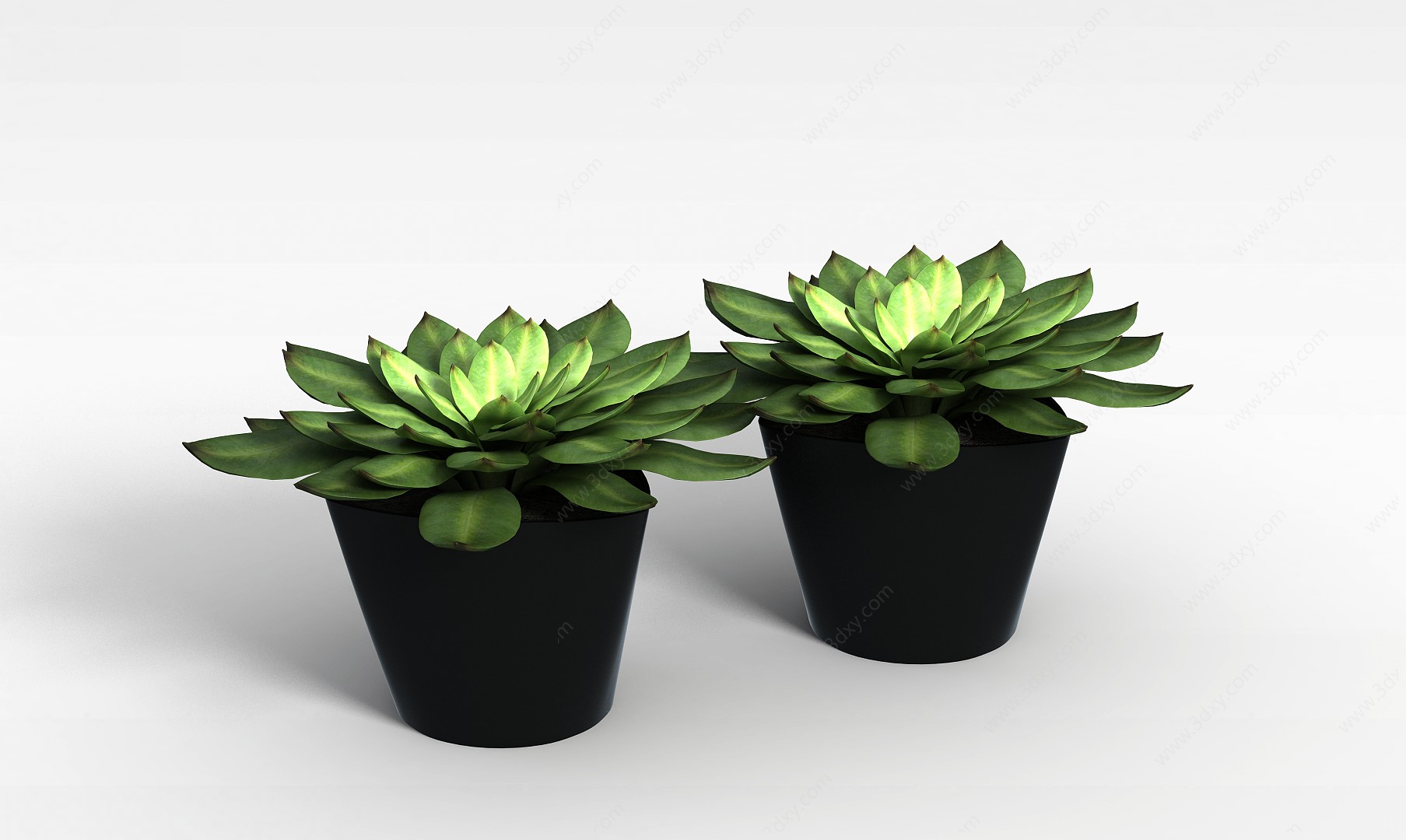 室内绿植观音莲3D模型