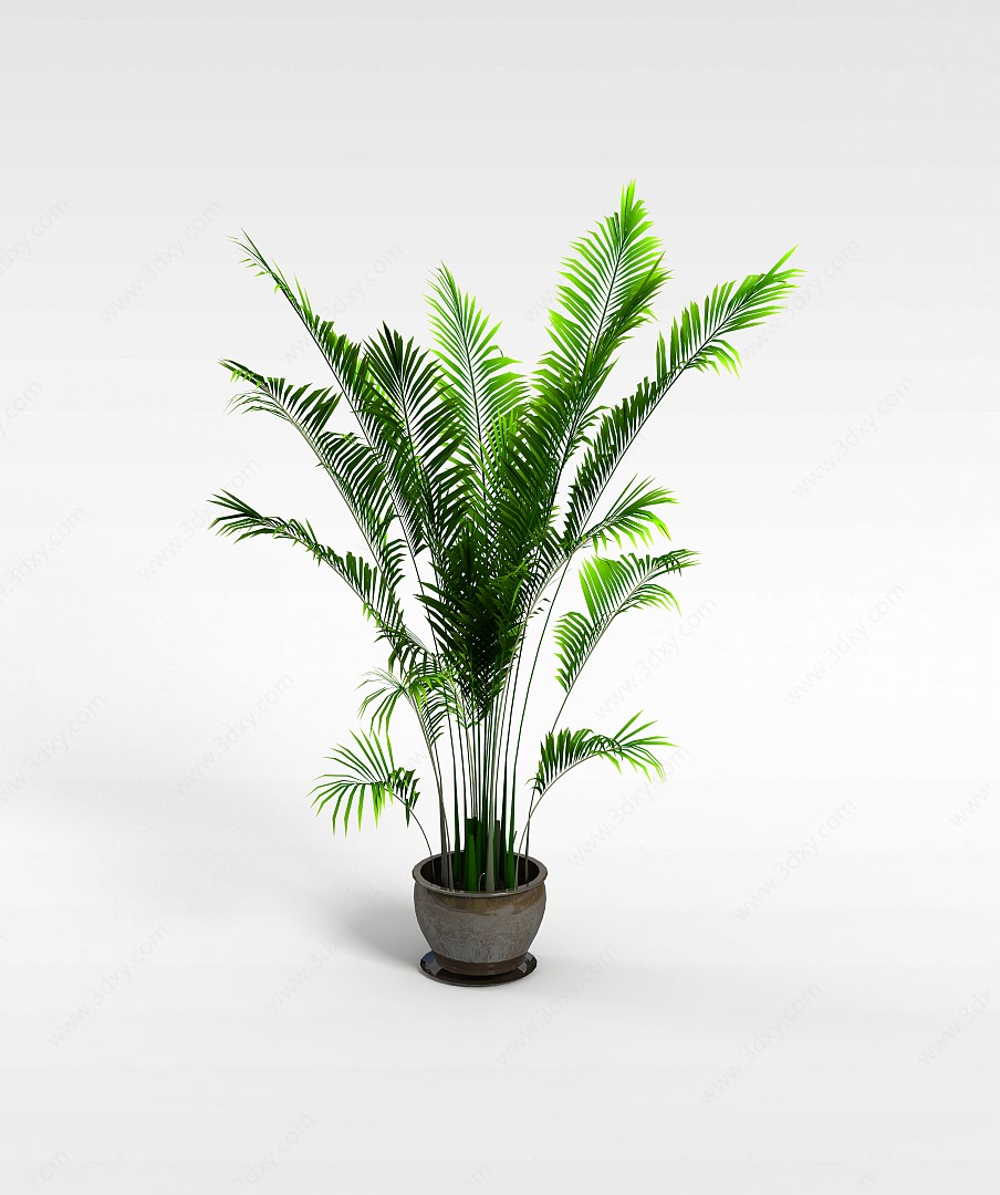 散尾葵绿植3D模型