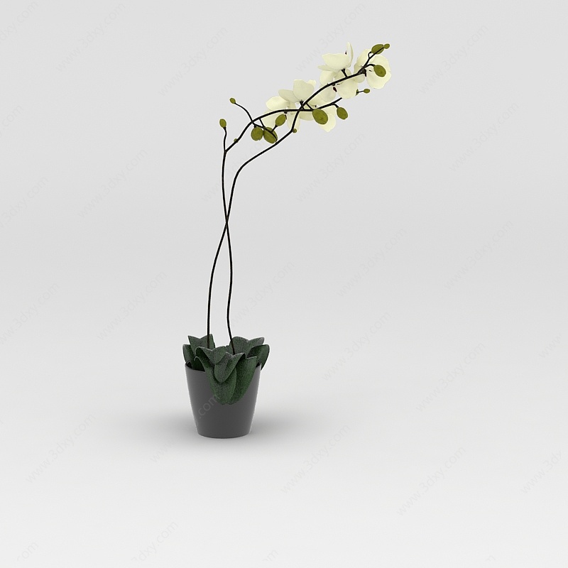 装饰兰花花盆3D模型