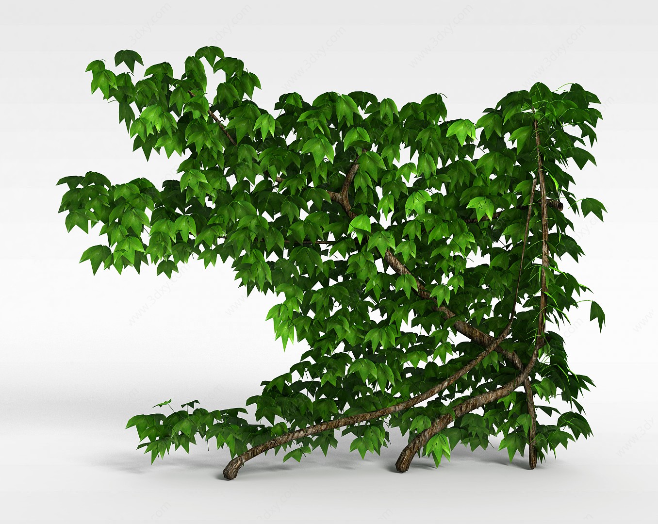 爬山虎绿植3D模型