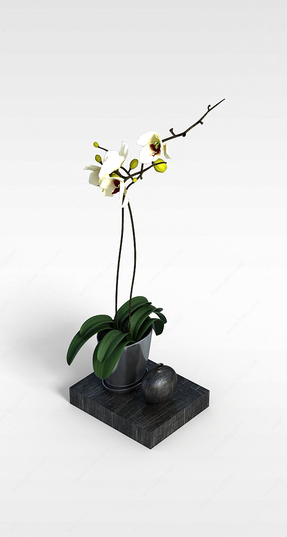 黄色兰花盆栽3D模型