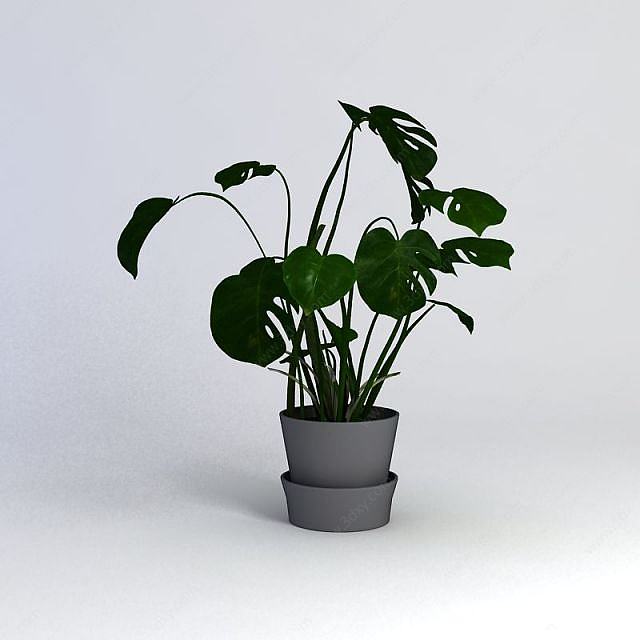 绿萝植物3D模型