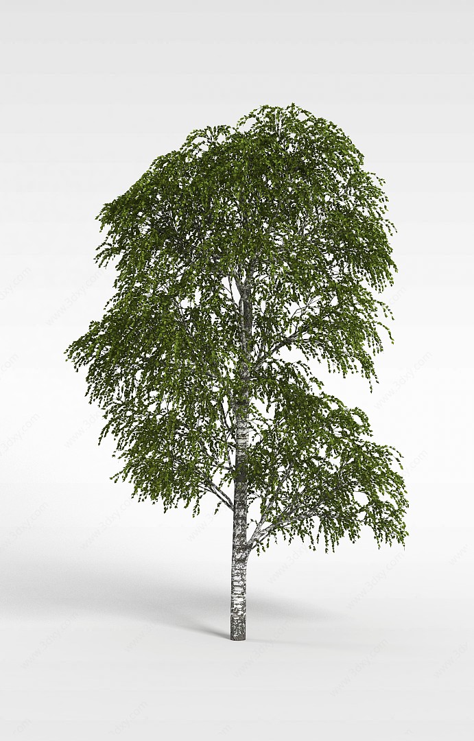 杨树3D模型