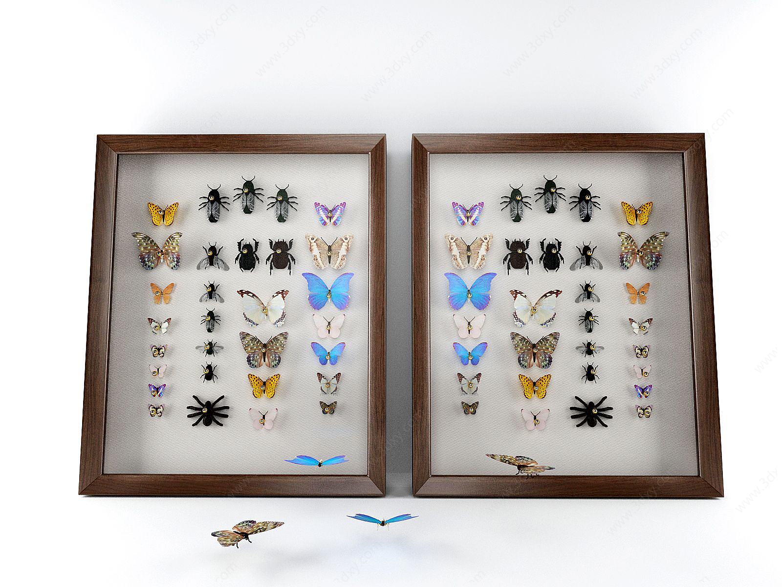 蝴蝶标本3D模型