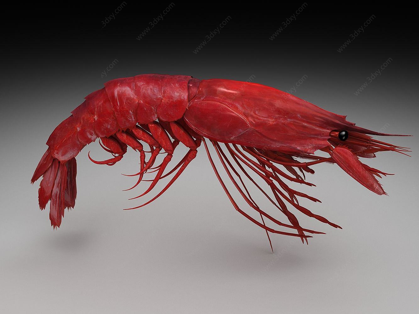 大虾3D模型