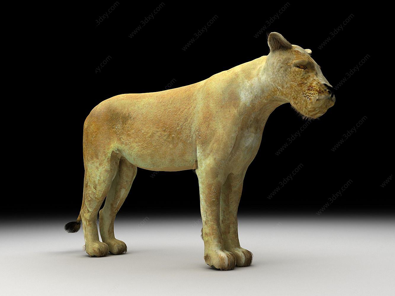 美洲狮3D模型