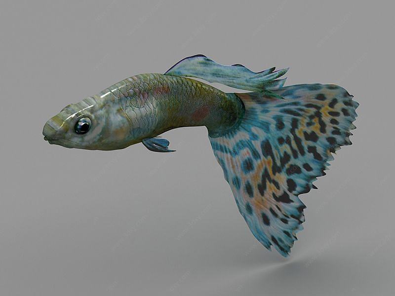 孔雀鱼3D模型