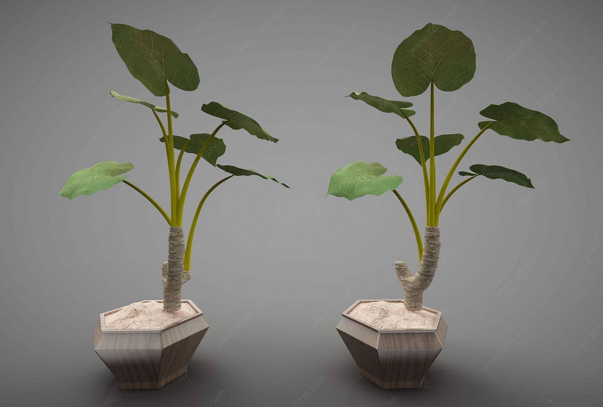 盆植3D模型