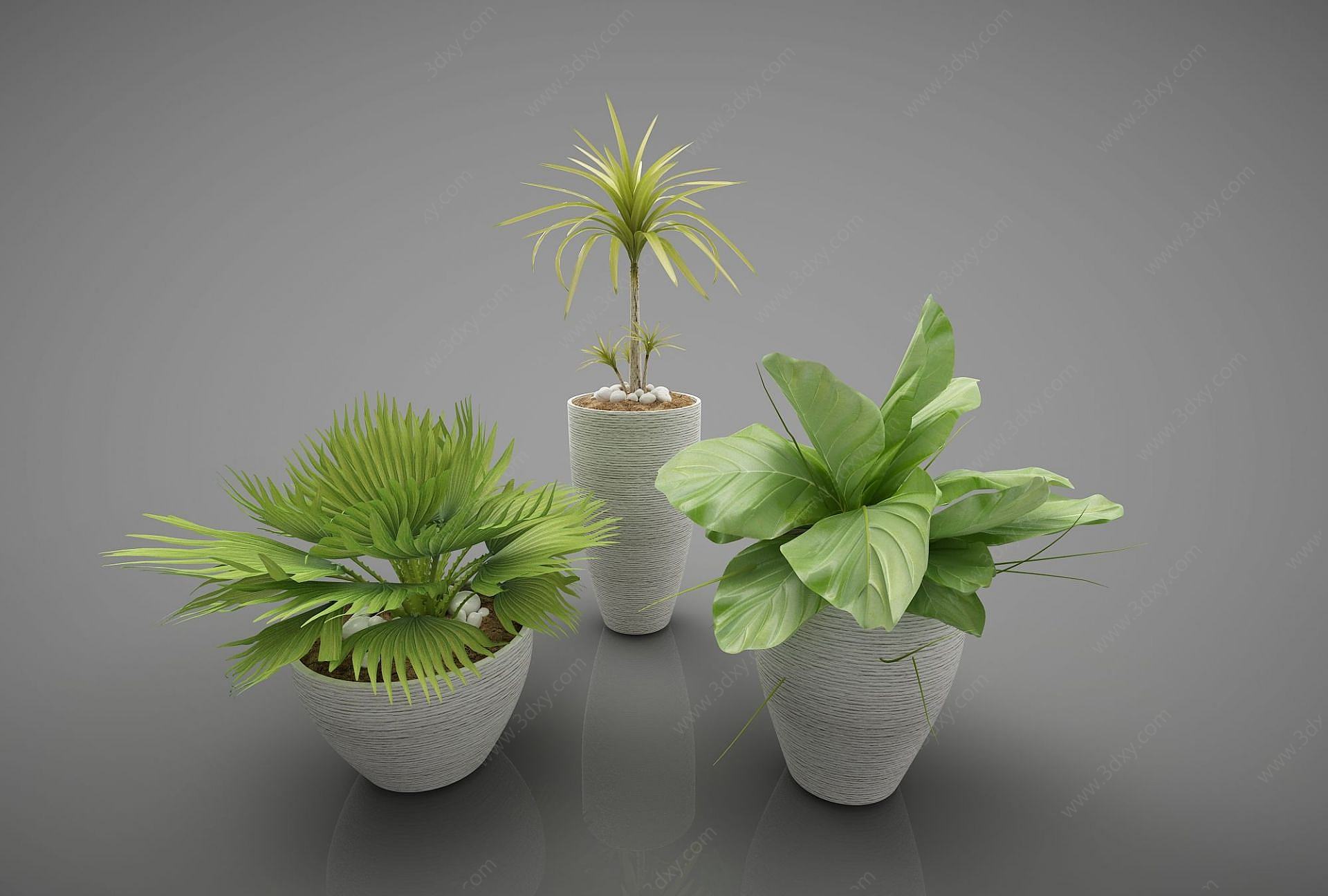 装饰植物3D模型