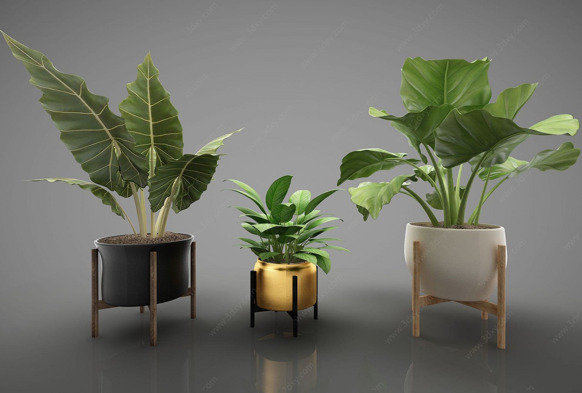 装饰植物3D模型