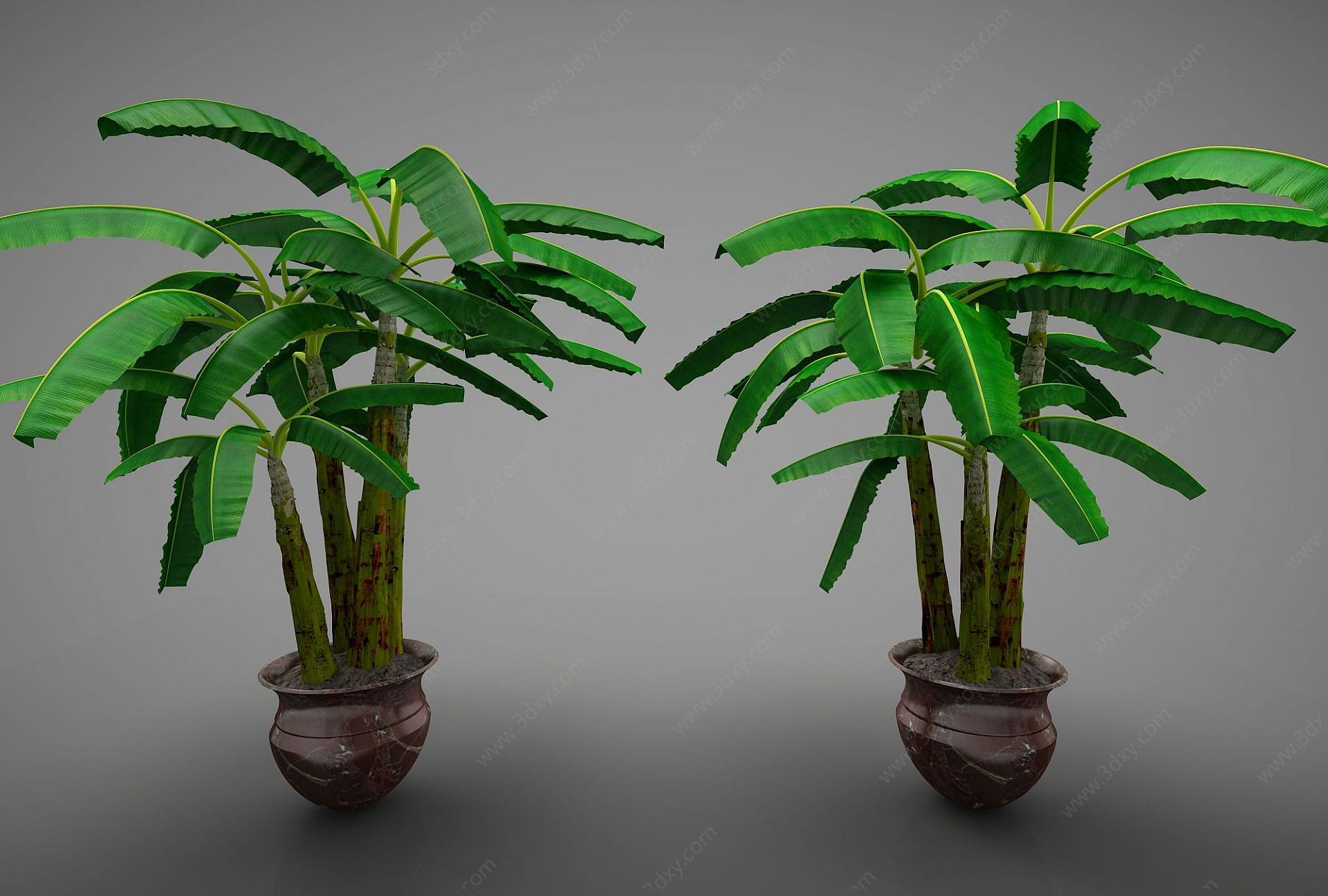 现代风格装饰植物3D模型