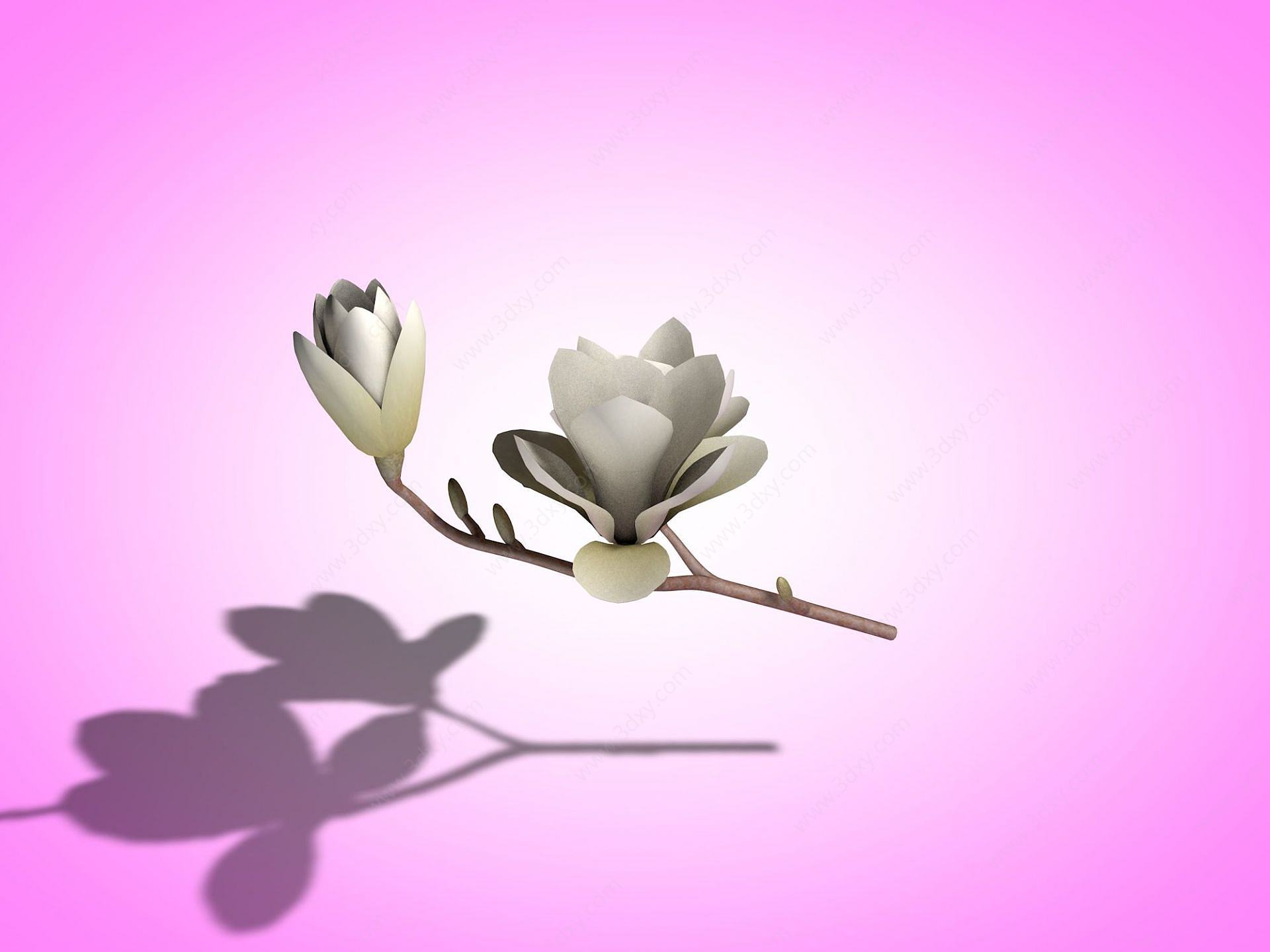 玉兰花3D模型