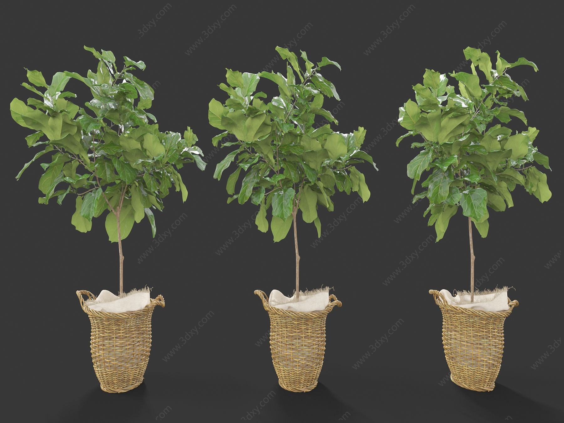 现代装饰植物3D模型