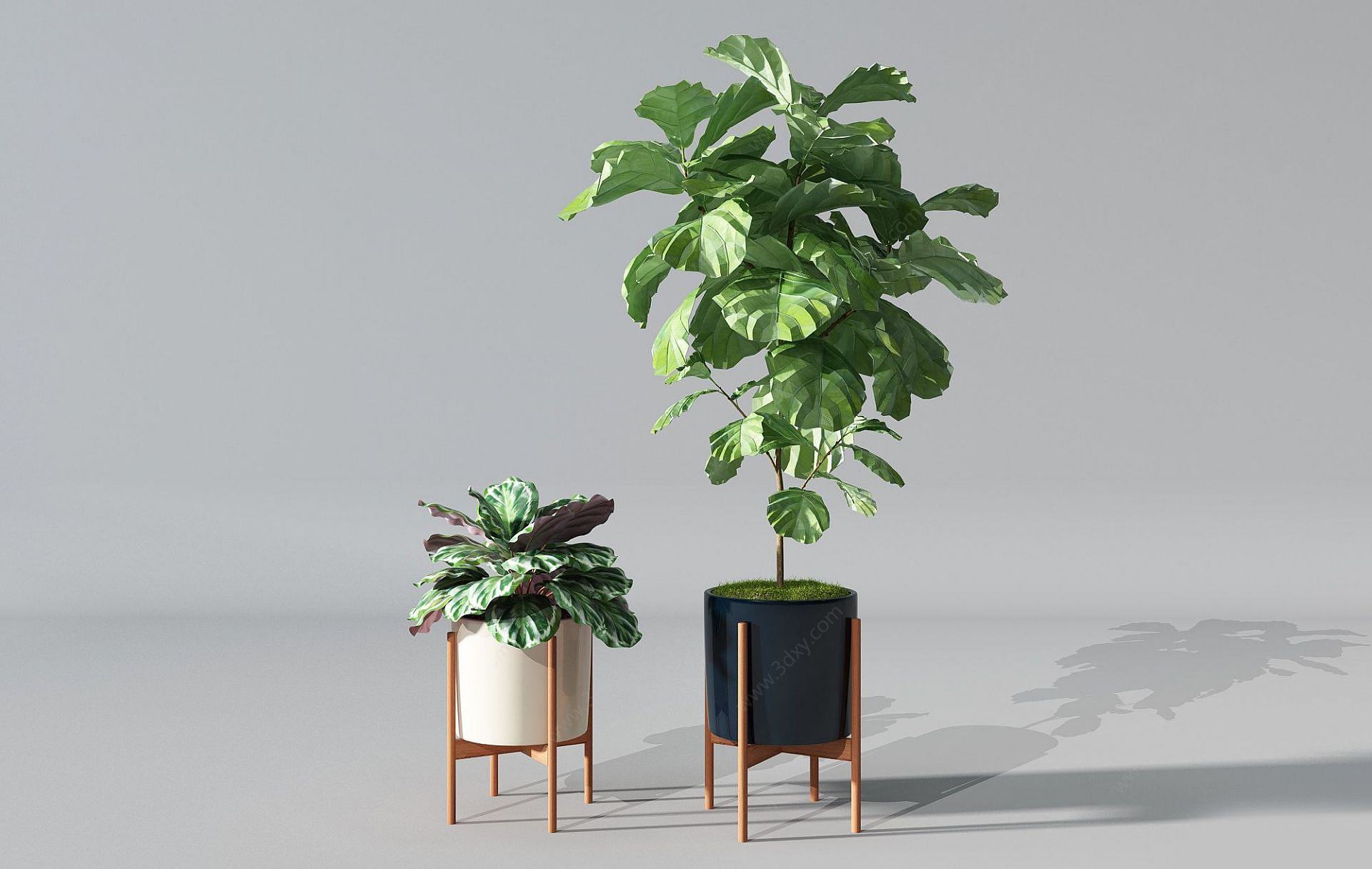 现代盆栽盆景植物3D模型