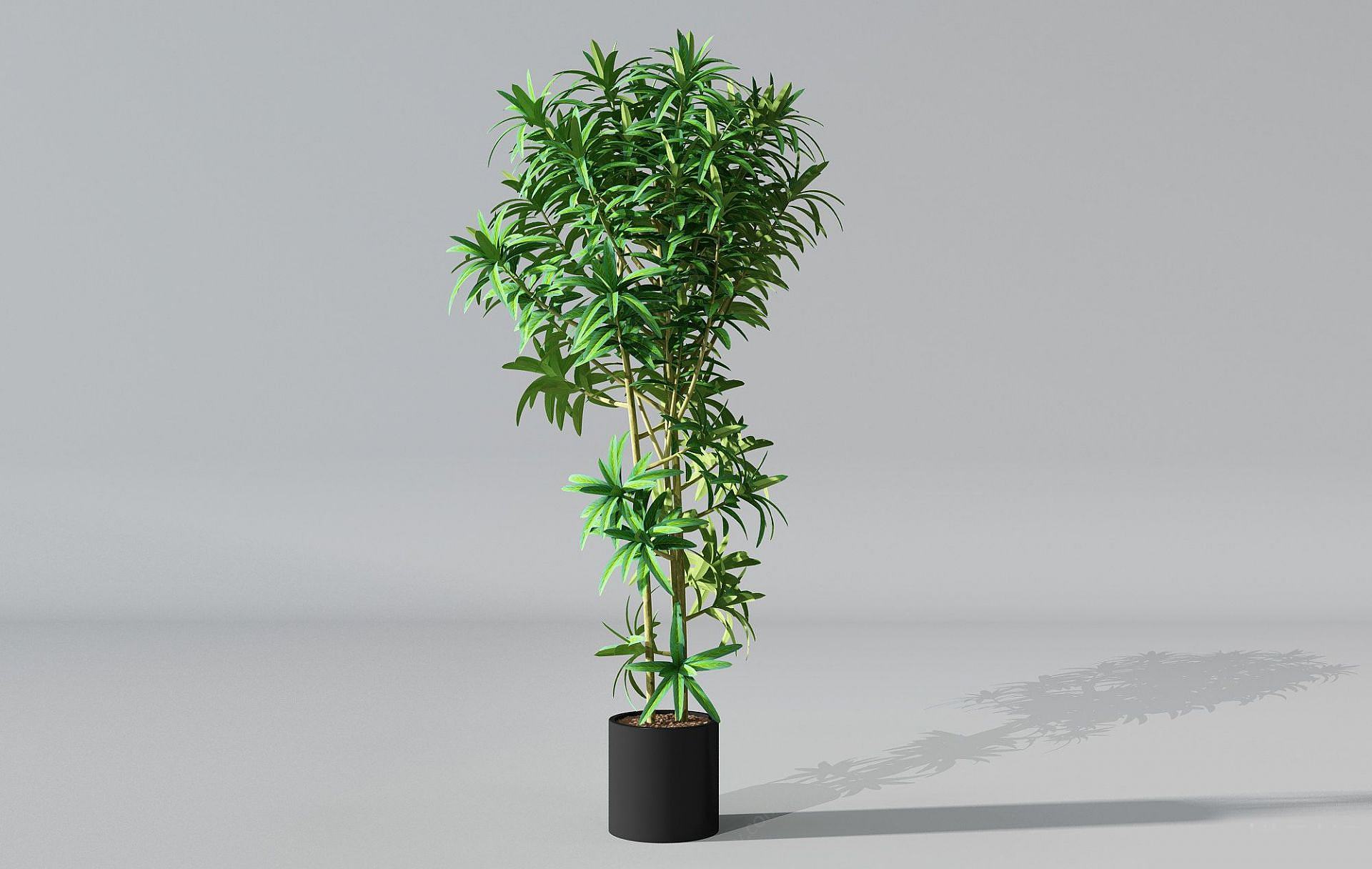 现代盆栽绿竹3D模型