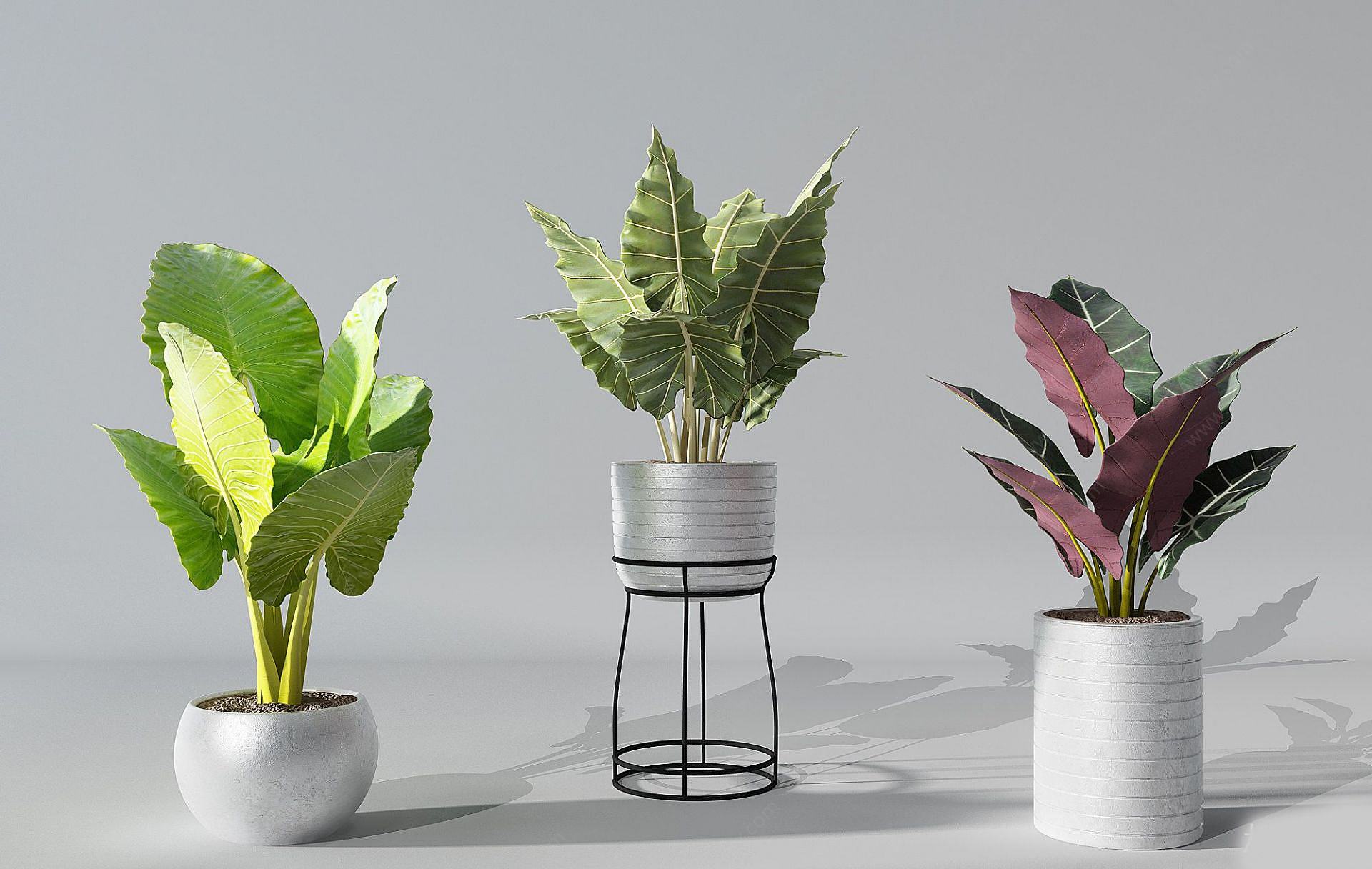 现代绿萝盆栽3D模型
