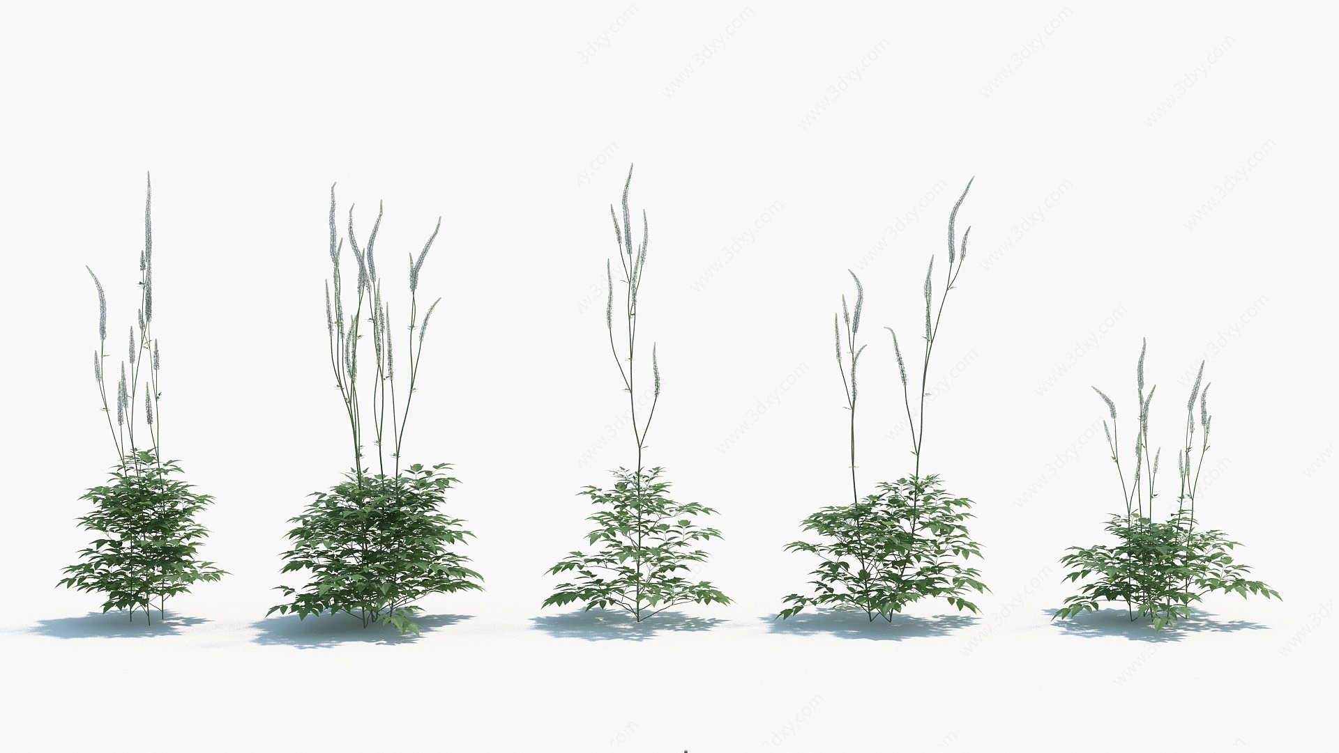植物单穗升麻3D模型