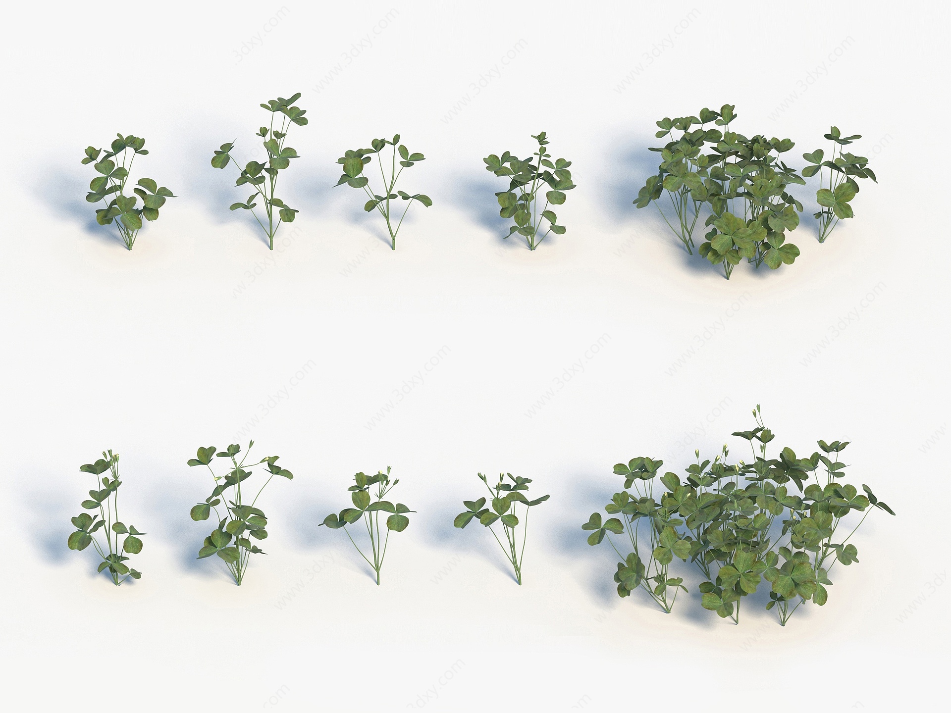植物酢浆草3D模型