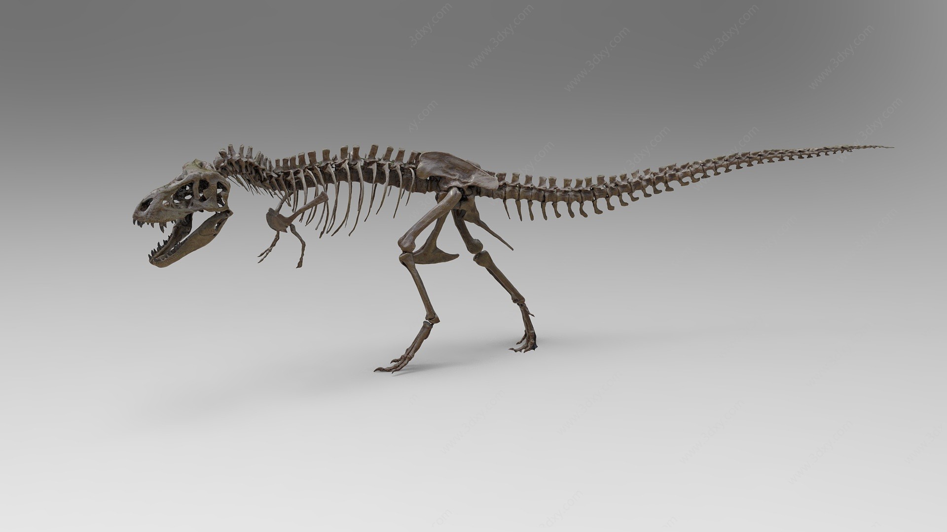 霸王龙骨骼3D模型