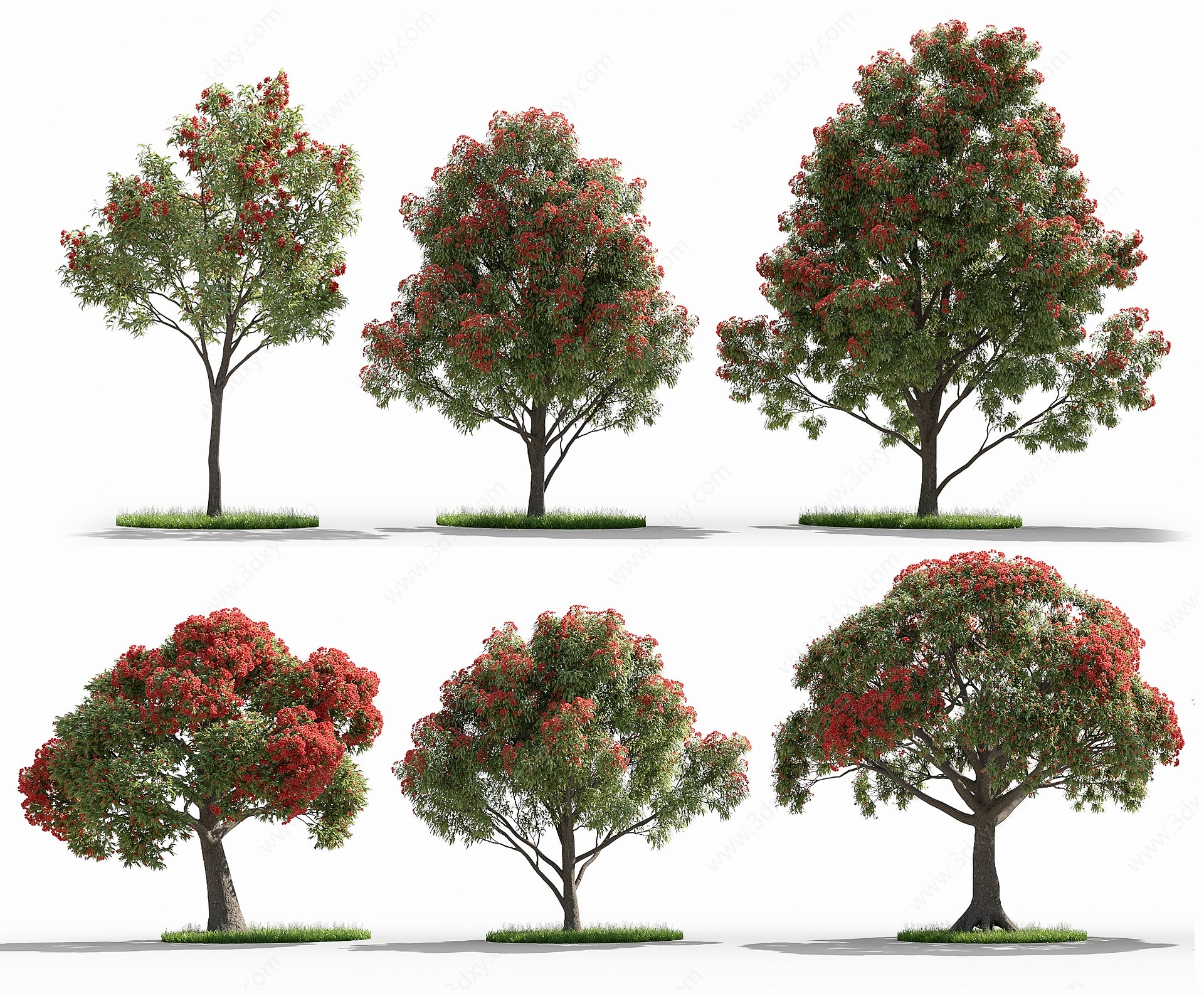 红花桉树3D模型
