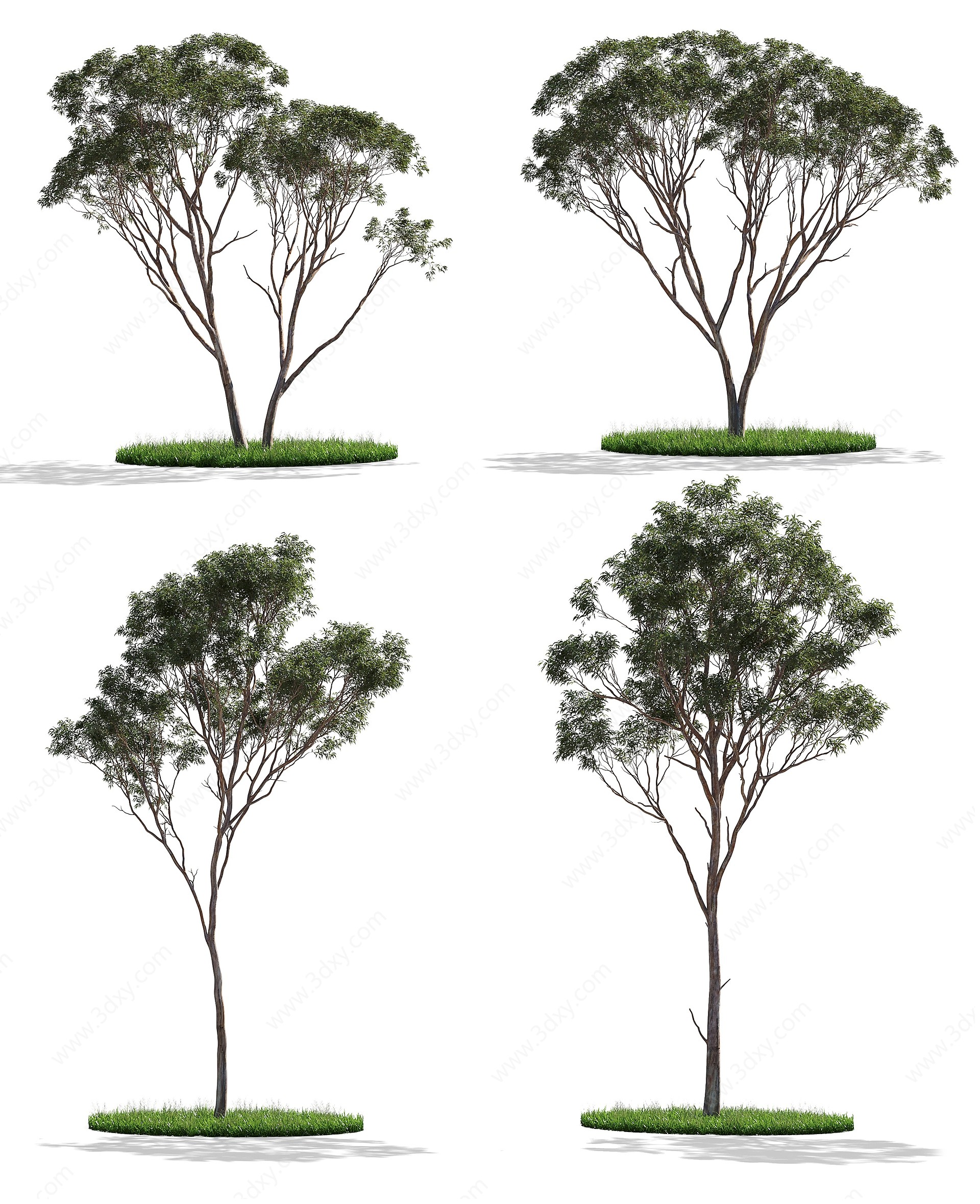 桉树3D模型