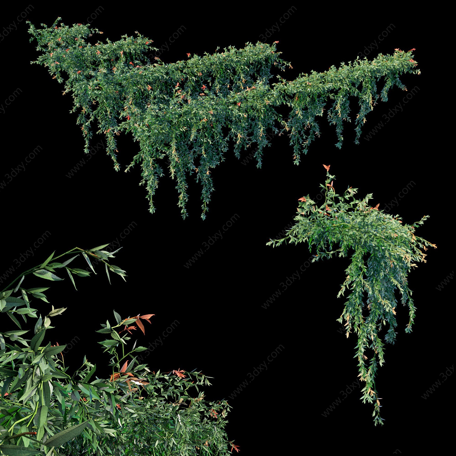现代植物縢蔓串钱柳3D模型