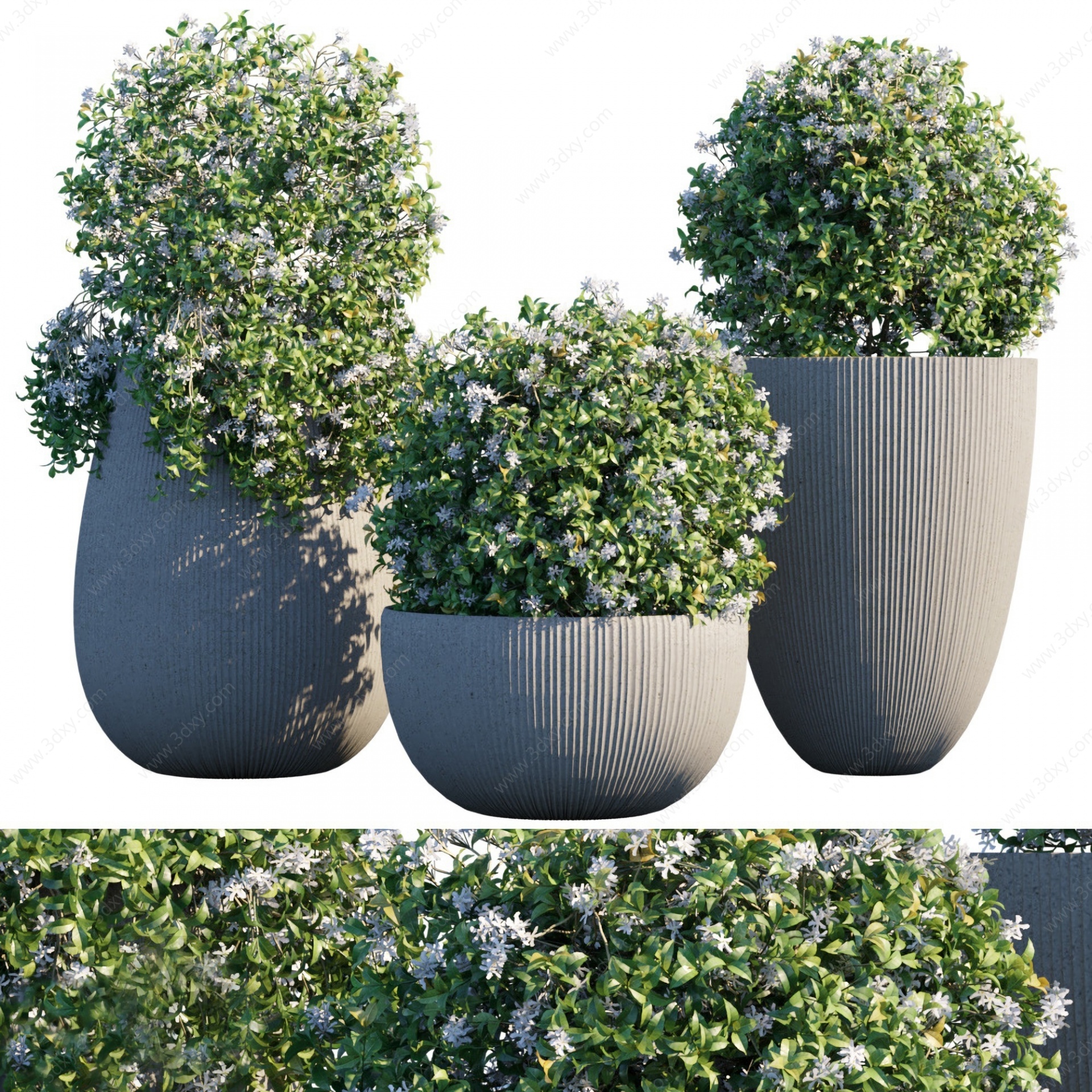 现代植物盆栽白花3D模型