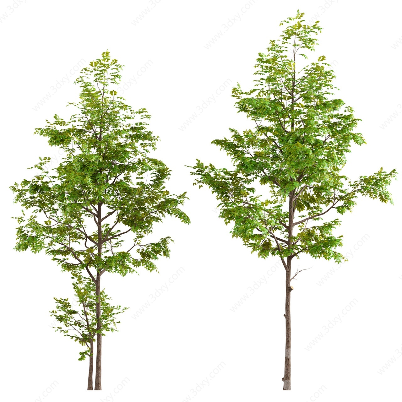 现代植物白蜡树梣树岑树3D模型