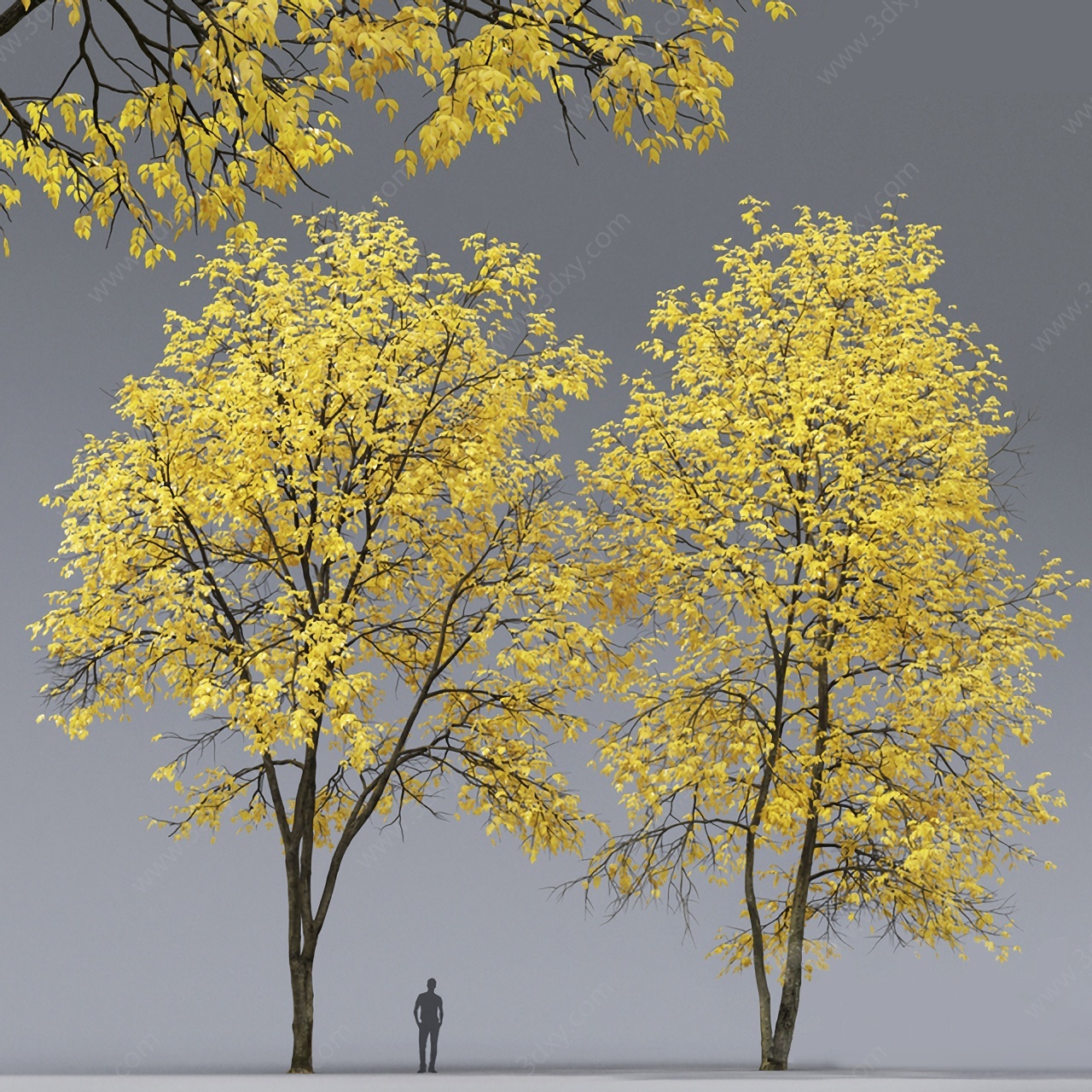 秋天白蜡树梣树3D模型