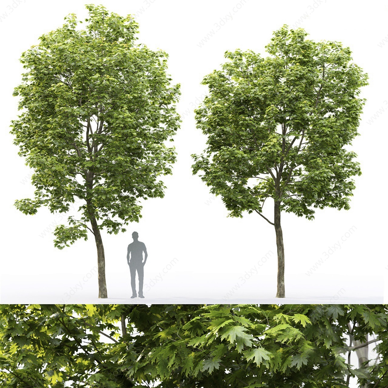 现代植物树木枫树槭树3D模型