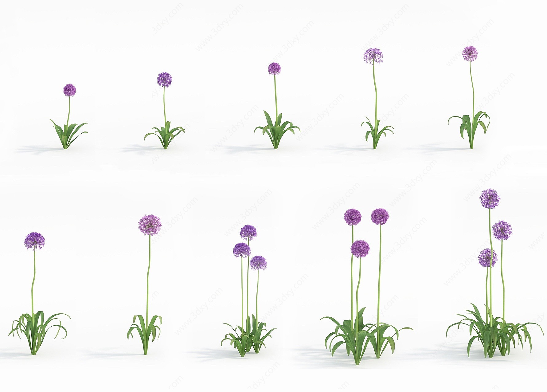现代植物花草大花葱3D模型