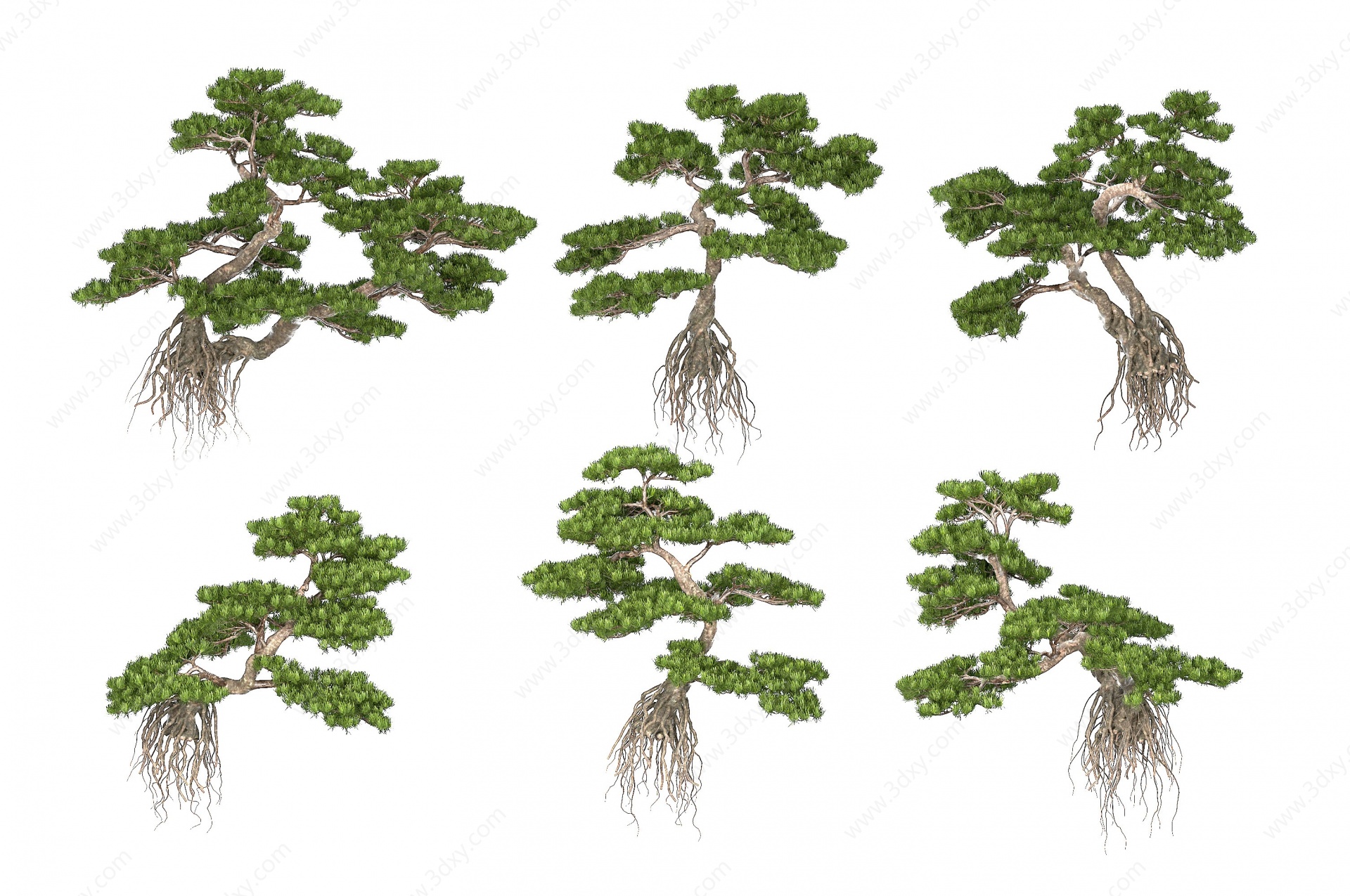 罗汉松景观树3D模型